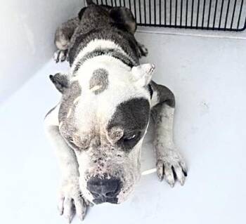 A660775 -  American Bulldog Dog for Adoption in Houston, Texas - A660775 | PetCurious