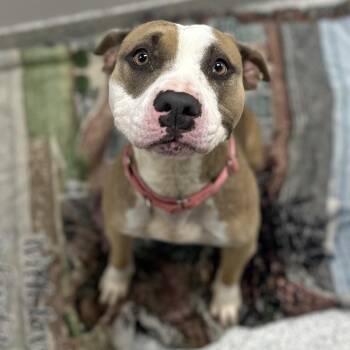 Rescue Mixed Breed Dogs for Adoption in Youngstown, Ohio - Soy | PetCurious