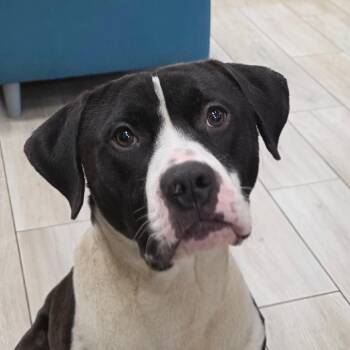 Hamilton -  Pit Bull Terrier Dog for Adoption in Chatham, Virginia - Hamilton | PetCurious