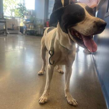 Spot -  American Staffordshire Terrier Dog for Adoption in Kingman, Arizona - Spot | PetCurious
