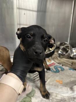 Pit Bull Terrier Dogs Available for Adoption - LOVE | PetCurious