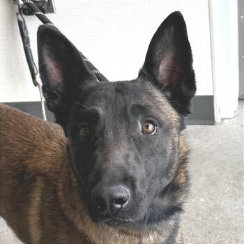 Mixed Breed Dogs Available for Adoption in Las Cruces, New Mexico - Rayleigh | PetCurious