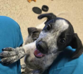 Garrett -  Pointer and Hound Dog for Adoption in Castle Rock, Colorado - Garrett | PetCurious