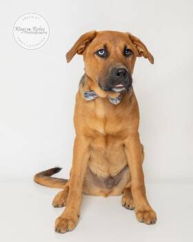 Bavo -  German Shepherd Dog and Collie Dog for Adoption in Tuscaloosa, Alabama - Bavo | PetCurious