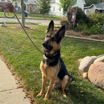 Rescue German Shepherd Dog Dogs for Adoption in Van Horne, Iowa - Kash | PetCurious