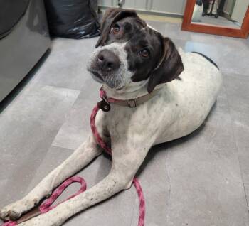 Cookie -  English Pointer Dog for Adoption in Lisbon, Ohio - Cookie | PetCurious