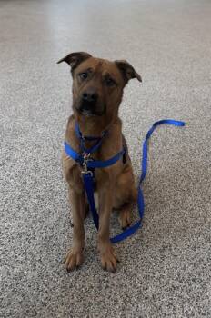 German Shepherd Dog Dogs Available for Adoption - SILAS | PetCurious