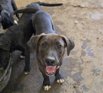PEPPER -  Labrador Retriever and German Shepherd Dog Dog for Adoption in South Lake Tahoe, California - PEPPER | PetCurious