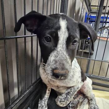 Tumbleweed -  Australian Cattle Dog Blue Heeler and Catahoula Leopard Dog Dog for Adoption in Midland, Texas - Tumbleweed | PetCurious