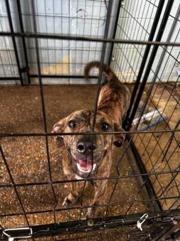 Pongo -  Pit Bull Terrier Dog for Adoption in Mobile, Alabama - Pongo | PetCurious