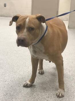 A431097 -  Pit Bull Terrier Dog for Adoption in Conroe, Texas - A431097 | PetCurious