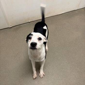Ren -  Border Collie and Mixed Breed Dog for Adoption in Rocky Mount, Virginia - Ren | PetCurious