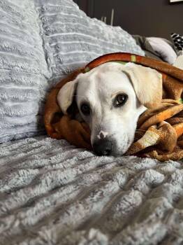 Rescue Mixed Breed Dogs for Adoption in Valley Stream, New York - Bobby | PetCurious