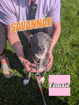 Pit Bull Terrier and Dalmatian Dogs Available for Adoption in Somerset, Pennsylvania - Savannah | PetCurious