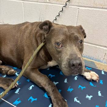 Pit Bull Terrier Dogs Available for Adoption in Lufkin, Texas - Juke | PetCurious