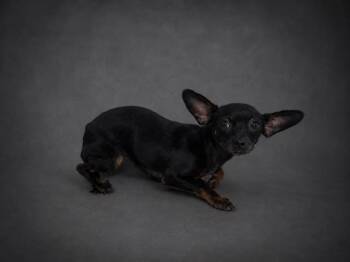 MIRA -  Chihuahua Dog for Adoption in Winter Haven, Florida - MIRA | PetCurious
