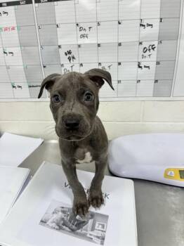 JERRY -  Pit Bull Terrier Dog for Adoption - JERRY | PetCurious