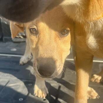 Hashbrown -  Retriever Dog for Adoption in Lagrange, Georgia - Hashbrown | PetCurious