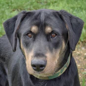 Brennan -  German Shepherd Dog and Rottweiler Dog for Adoption in Huntley, Illinois - Brennan | PetCurious