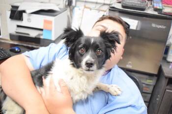 Capone -  Chihuahua and Mixed Breed Dog Available for Adoption in Pahrump, Nevada - Capone | PetCurious