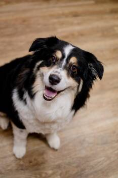 Lola -  Australian Shepherd Dog for Adoption in Frankfort, New York - Lola | PetCurious