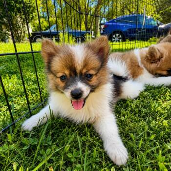 Sisi -  Pomeranian and Manchester Terrier Dog for Adoption in Silver Spring, Maryland - Sisi | PetCurious