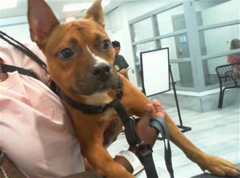 STEPHANIE -  Mixed Breed Dog for Adoption in Charlotte, North Carolina - STEPHANIE | PetCurious