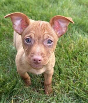 Chihuahua Dogs Available for Adoption in South Bend, Indiana - Fig | PetCurious