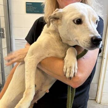 Millie -  Yellow Labrador Retriever and Cattle Dog Dog for Adoption in Potomac, Maryland - Millie | PetCurious