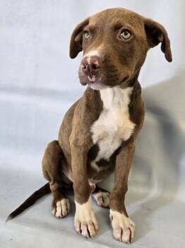 Jersey -  Labrador Retriever and Bullmastiff Dog for Adoption in Morton Grove, Illinois - Jersey | PetCurious