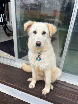 Great Pyrenees and Retriever Dogs Available for Adoption in Coldwater, Michigan - Dove | PetCurious