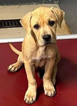 Fry -  Redbone Coonhound Dog for Adoption in Sullivan, Indiana - Fry | PetCurious