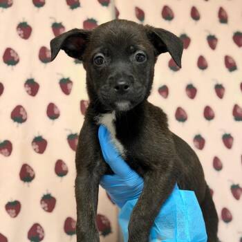 Monroe -  German Shepherd Dog and Terrier Dog for Adoption in San Antonio, Texas - Monroe | PetCurious