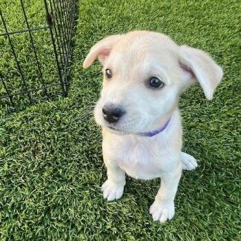 Rescue Mixed Breed Dogs for Adoption in Calgary, Alberta - Dawson | PetCurious