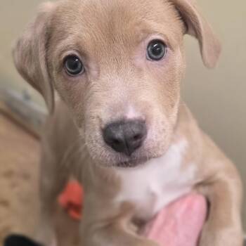 Mixed Breed Dogs Available for Adoption in Wayne, New Jersey - Fern | PetCurious