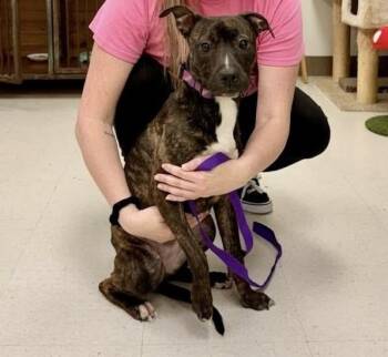 Black Mouth Cur Dogs Available for Adoption - Marie #A-140804 | PetCurious