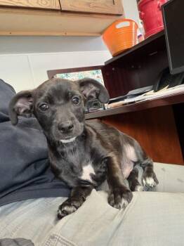 Chihuahua Dogs Available for Adoption - Ricky | PetCurious