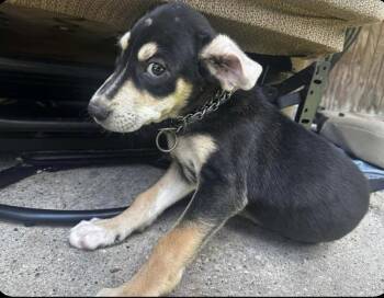 Dakota (AVAILABLE 7/20) -  Shepherd Dog for Adoption in Leverett, Massachusetts - Dakota (AVAILABLE 7/20) | PetCurious