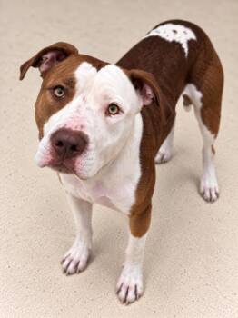 Kilo -  Pit Bull Terrier Dog for Adoption in Gulfport, Mississippi - Kilo | PetCurious