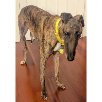Arroyo Miles -  Greyhound Dog for Adoption in Tarpon Springs, Florida - Arroyo Miles | PetCurious