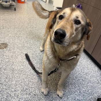 Shepherd and Mixed Breed Dogs Available for Adoption - Buddy | PetCurious