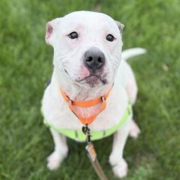 Rocky -  Mixed Breed Dog for Adoption in Janesville, Wisconsin - Rocky | PetCurious
