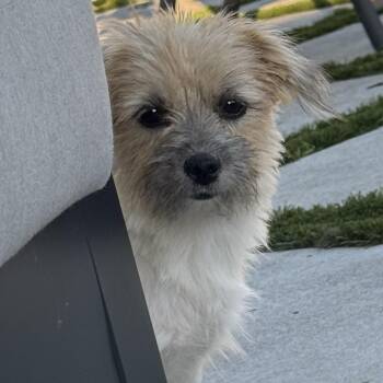 Ms. Shadow Daisy -  Maltese and Cairn Terrier Dog for Adoption in Ridgefield, Washington - Ms. Shadow Daisy | PetCurious