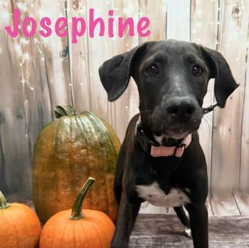 Josephine -  Terrier Dog for Adoption in Albany, New York - Josephine | PetCurious