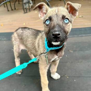 Blair -  Mixed Breed Dog for Adoption in Buffalo, Minnesota - Blair | PetCurious