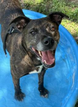 Bell -  Plott Hound and Mixed Breed Dog Available for Adoption in San Antonio, Texas - Bell | PetCurious