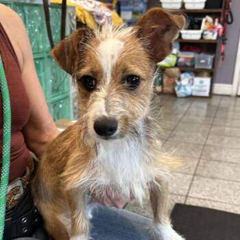 Jordan -  Terrier and Mixed Breed Dog for Adoption in San Francisco, California - Jordan | PetCurious