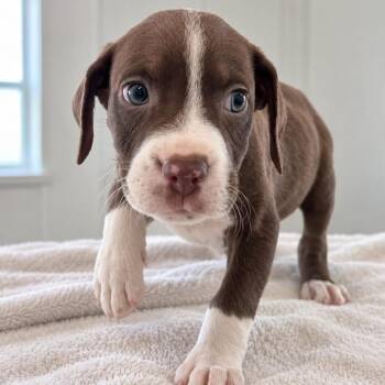 Cyclops -  Australian Shepherd and Shepherd Dog for Adoption in Tampa, Florida - Cyclops | PetCurious