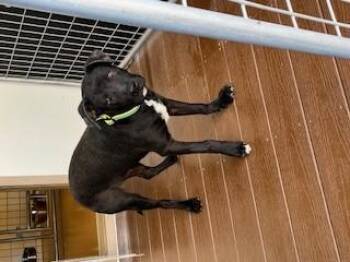 Rescue Labrador Retriever Dogs for Adoption in Bernalillo, New Mexico - Oscar | PetCurious