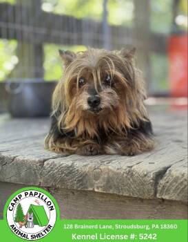 Fuecoco -  Yorkshire Terrier Dog for Adoption in Stroudsburg, Pennsylvania - Fuecoco | PetCurious